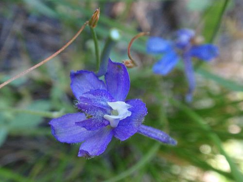 Delphinium depauperatum